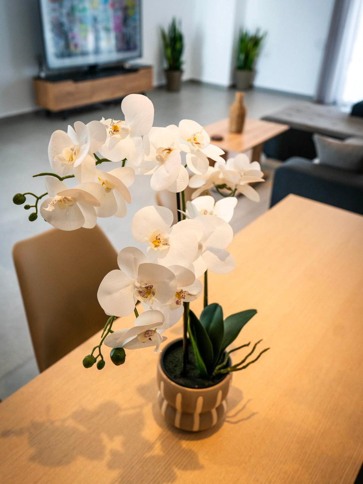 White Luxury Apartment 特里卡拉 外观 照片